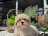 KUSURSUZ GÜZELLİKTE MALTİPOO