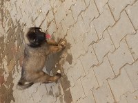 Karabaş kurtboğan ırkı köpeğimiz