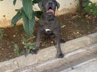 CANE CORSO 7.5 AYLIK ERKEK AŞILARI KARNESİ VE CHİPLİ