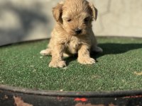 A kalite sıfır numara maltipoo yavrumuz
