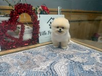 Miss Turkey Pomeranian