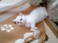Kediler rezerve hazır scottish fold