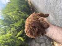 Teacup kan toy poodle bebekler