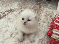 Britsh Shorthair Yavru Kedimiz