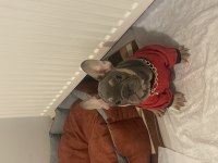 French bulldog köpeğimiz