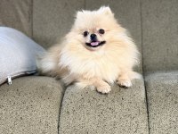 Pomeranian show class 