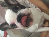 Güzel french bulldog kızıma yuva arıyoruz