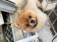 Orjinal ayı surat pomeranian