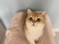 Bal boncuğu british shorthair bebeğim