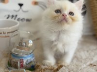 Kar beyazı british longhair