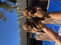 toy poodle yavrularım