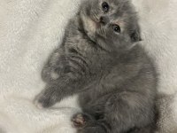 2 aylık scottish fold