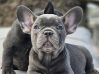 Blue French Bulldog Yavruları