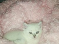 British shorthair albino yavrular