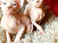 2 DİŞİ VE 2 ERKEK ODD EYES MAVİ GÖZ SFENKS