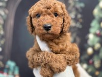 Orijinal Toy Poodle Teddy Bear Face