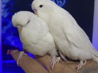 Show jumbo ve japones muhabbet kuşu cinsleri mevcut