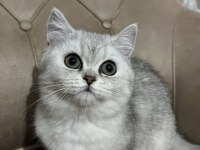 Teslime Hazır British Shorthair Yavrumuz