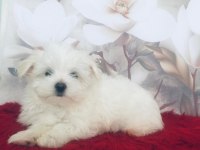Maltese Yakışıklım
