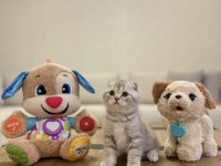 SCOTTISH FOLD DÜNYA TATLISI YAVRULARIM 