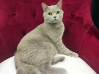 British shorthair lilac yeni yuvasını arıyor