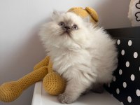 British longhair 2 aylık