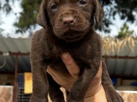 Sevimli Labrador bebeklerimiz