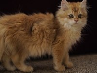 Golden British Longhair Ny12 Yavru