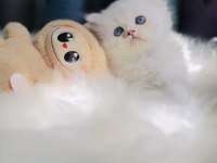 Muhteşem Kaliteli Scottish Longhair Bebeklerim