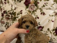MİNİ BOY MALTİPOO KIZIMIZ