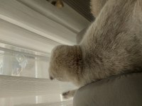 Oğlişimime yuva arıyorum british longhair