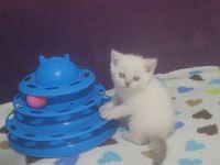 British shorthair blue point