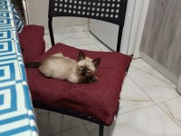 İKİ AYLIK SİYAM KEDİSİ