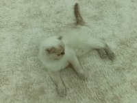 beyaz scottish fold prenses