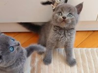 GRİ LİLAC DİŞİ ERKEK SAFKAN YAVRULAR