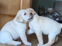 EFSANE GÜZEL LABRADOR RETRİEVER YAVRULARI İSTANBUL 