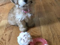 Morkie İstenirse Kapınıza Teslim Yavrular