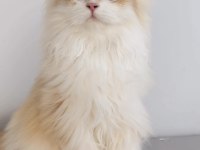 BLH 6 aylık erkek british longhair