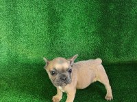 Blue fawn french bulldog bebeğimiz yeni yuvasını arıyor