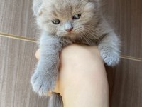 Lilac Scottish sıfır kulak kalite scottish fold