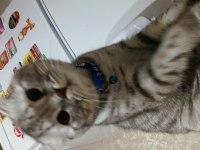 Dünyalar tatlısı ponçiğim scottish fold
