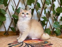 NY12 Dişi İrina British Shorthair Golden