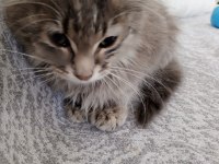 Sokağa terk edilmiş minik kedimiz için acil yuva