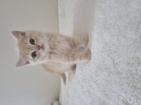 Safkan British Shorthair Golden Renk Yavrular