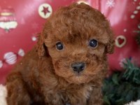 YASAL ÜRETİCİDEN mini boy SAFKAN TOY POODLE YAVRULARI