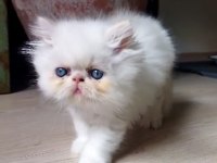 Oyuncu iran persian yavrular