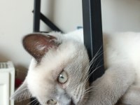 Safkan british shorthair blue point