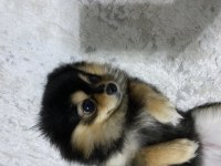 POMERANIAN spitz