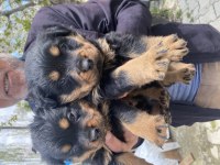 Üst vasıf rottweiler bebekler