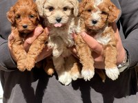 Irk ve sağlık garantili poodle